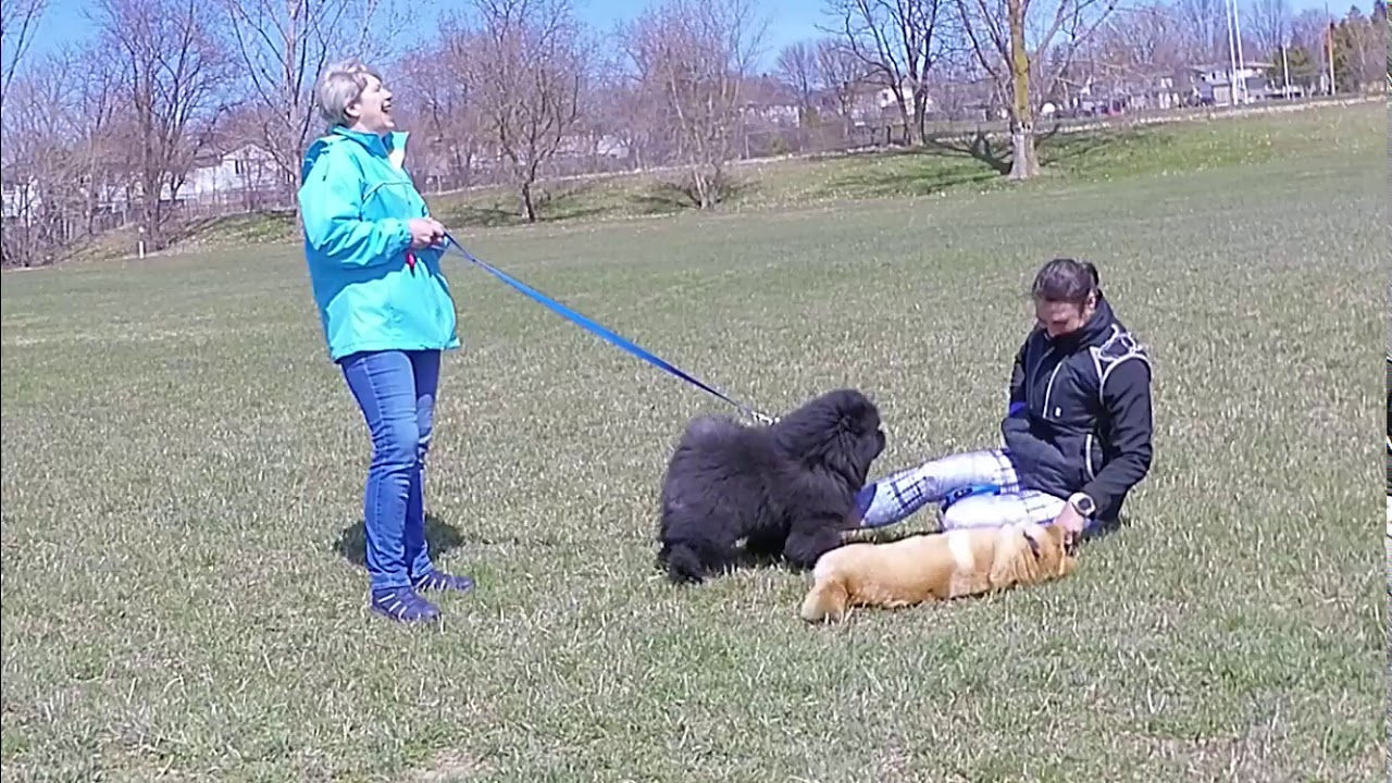 Play date Scout the smooth red chow 4months and Murphy the black rough