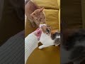 おやつの取り合いをする猫 #shorts