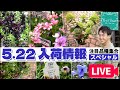【園芸】5/22入荷情報！注目品種 大集合スペシャル！#ガーデニング