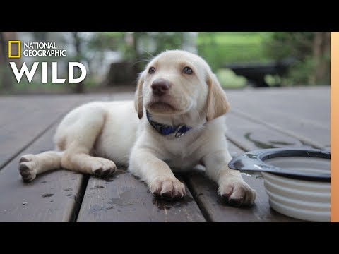 Video: Policijos pareigūnas plaukia šeimos šunį į veterinarą po to, kai ji yra užmušta 