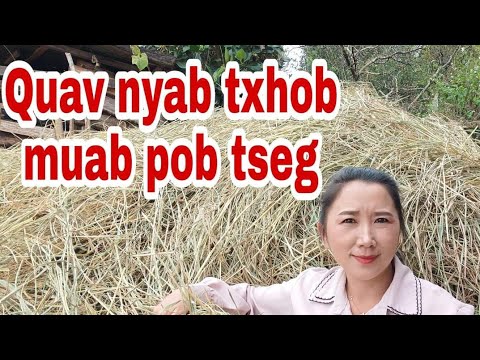 Video: Khub Quav N Txomawb