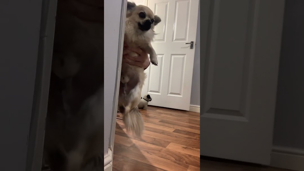 Small dog playfully jumps