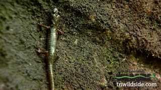 TN Wild Side-Green Salamander