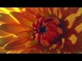 Как распускаются цветы таймлепс. Шикарно! Flowers in growth time lapse