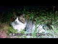 【港の迷い猫】美川憲一  Cover 渡辺幸子