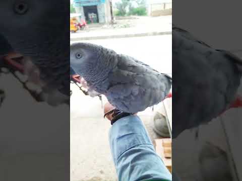 African grey talking parrot #viral #youtubeshorts #birds #aseel #foryou