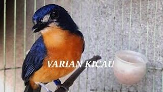 Tledekan Betina Gacor Ampuh Untuk Pikat Tledekan Jantan Agar Mau Cepat Buka Suara Dan Cepat Gacor Tledekan Betina Gacor Ampuh Untuk Pikat Tledekan Jantan Agar Mau Cepat Buka Suara Dan Cepat Gacor