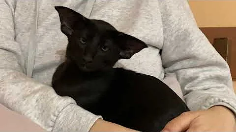 Video 803521: oriental shorthair kitten, black oriental shorthair