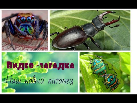 Наш новый питомец. #БОГОМОЛ ОРХИДЕЙНЫЙ. #Насекомое убийца. :)