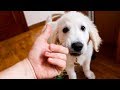 Funniest and Cutest Golden Retriever Puppy Bailey [THE BEST VIDEO EVER]