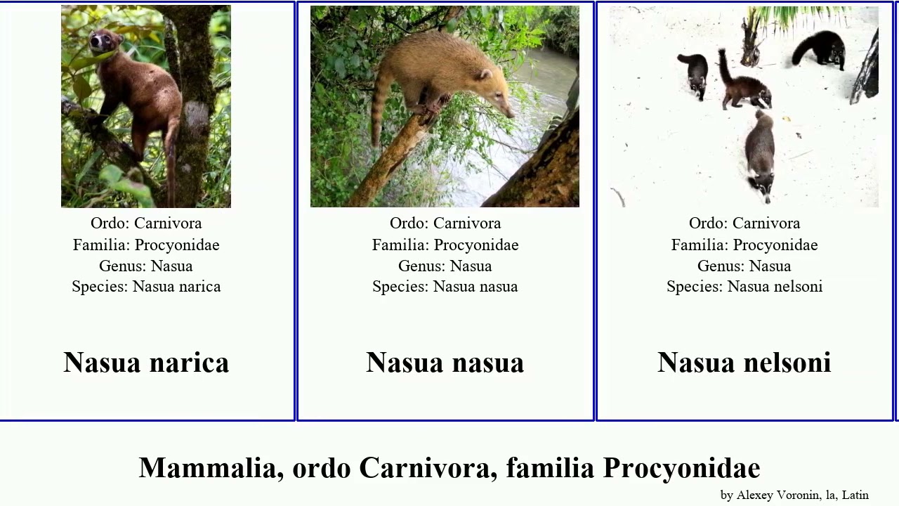 Mammalia, ordo Carnivora, familia Procyonidae bassaricyon pauli pygmaeus lotor nelsoni Nasua Nico
