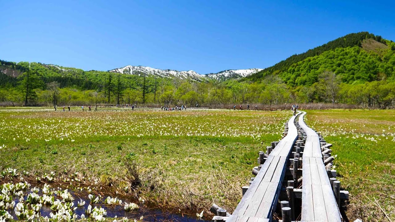 尾瀬と水芭蕉 Oze And Skunk Cabbage 4k60p Youtube