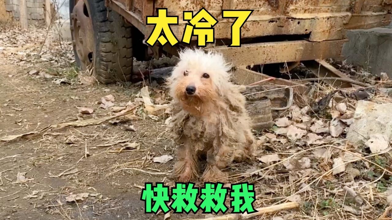 寒冬瑟縮在角落，在車斗下艱難生存的狗狗，終於喫上飽飯不懼嚴寒