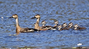 Wandering Whistling-duck a documentary
