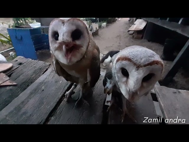 Suara Burung Hantu Jenis Tyto Alba || burung hantu Owl SoundsType Tyto Alba || owl class=