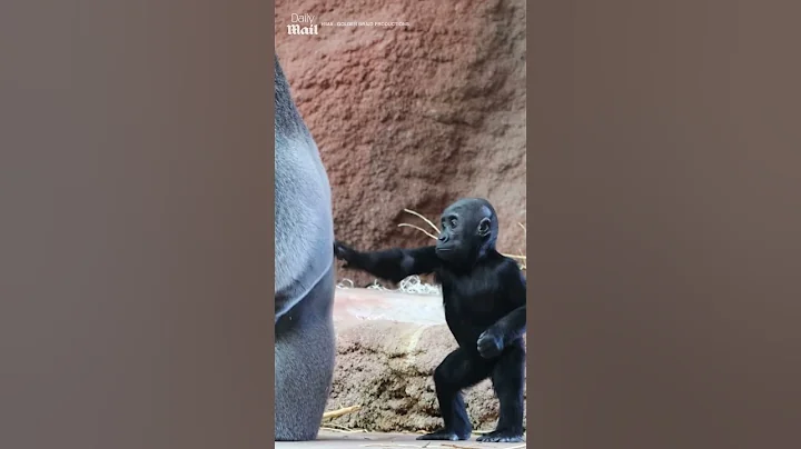 Baby gorilla annoys father
