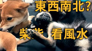 歐歐你這個雙子柴監視器直擊選擇障礙的柴犬【米修與歐歐】