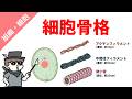 細胞骨格(アクチンフィラメント・中間径フィラメント・微小管)