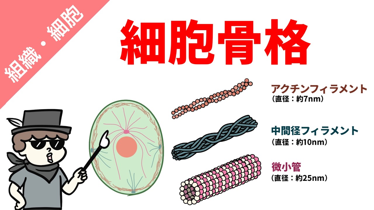 細胞骨格(アクチンフィラメント・中間径フィラメント・微小管)