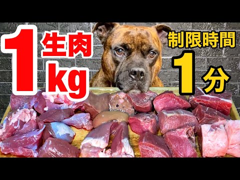 【大食い犬ASMR】ママが生肉あげたら最速で飲み干す愛犬が異次元すぎるwww