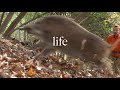 【里山狩猟生活#22】猪を捕まえて、ホルモンを食す