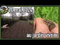 Suivi de culture au jardin vivrier  20 mai 2024  il pleut il mouille cest la fte  la grenouille