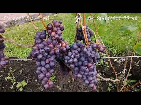 Виноград Изюмский Мускат - урожай 2023.Тула. - YouTube