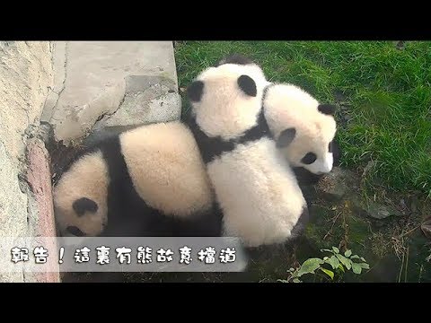 《熊貓早晚安》報告！這裏有熊故意擋道 | iPanda