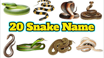 20 Snake Names in English for Kids | Learn Snake Species with Pictures and Facts | Reptiles Video
