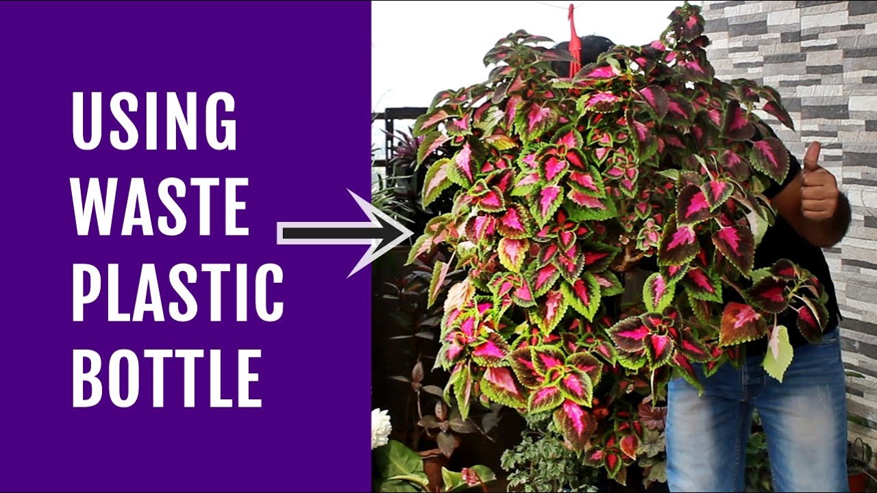 new way to grow coleus that nobody did before youtube plant care easy plants hanging flowers for baskets in sun