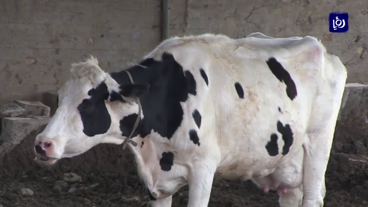 تحديات كبيرة تعيق عمل مزارع الأبقار في جنين الصفا في إربد - (30-10-2017)