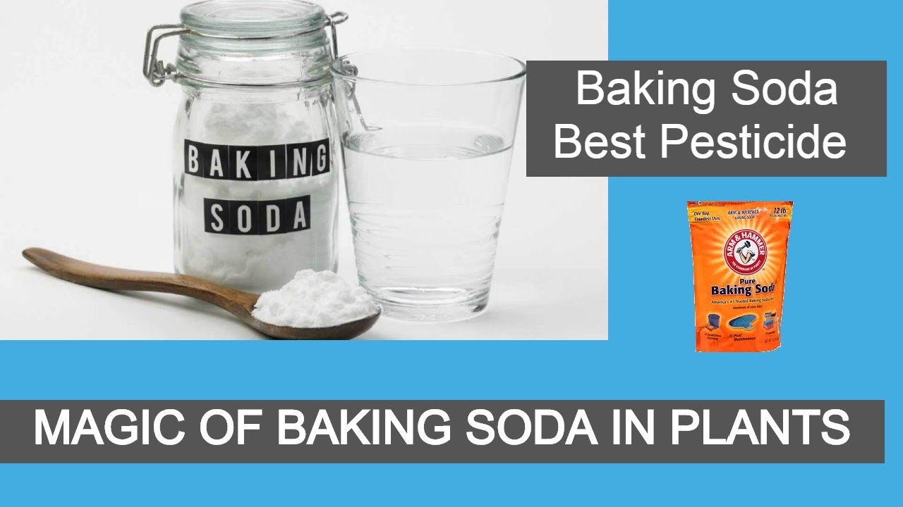 Baking Soda in garden Secret Baking Soda hack Best Homemade