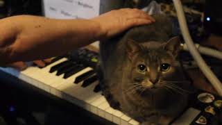 Bob the Cat Jams with me on Synth