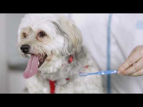 Vidéo: Dentifrice recommandé pour les chiens