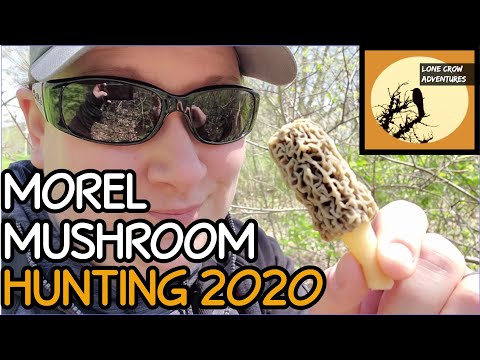MOREL MUSHROOM HUNTING 2020: Wild Mushroom Foraging - Morel Hunting: Morel Mushrooms Illinois
