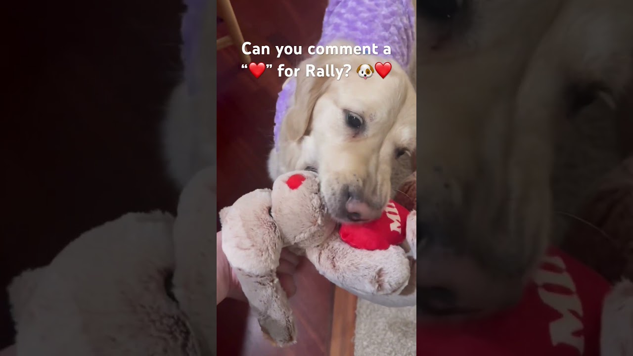 Можете поставить "❤️" в комментариях для Ралли? 🐶❤️ 