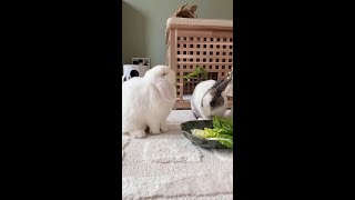 Lunch Time With The Buns  ronnietheminilop