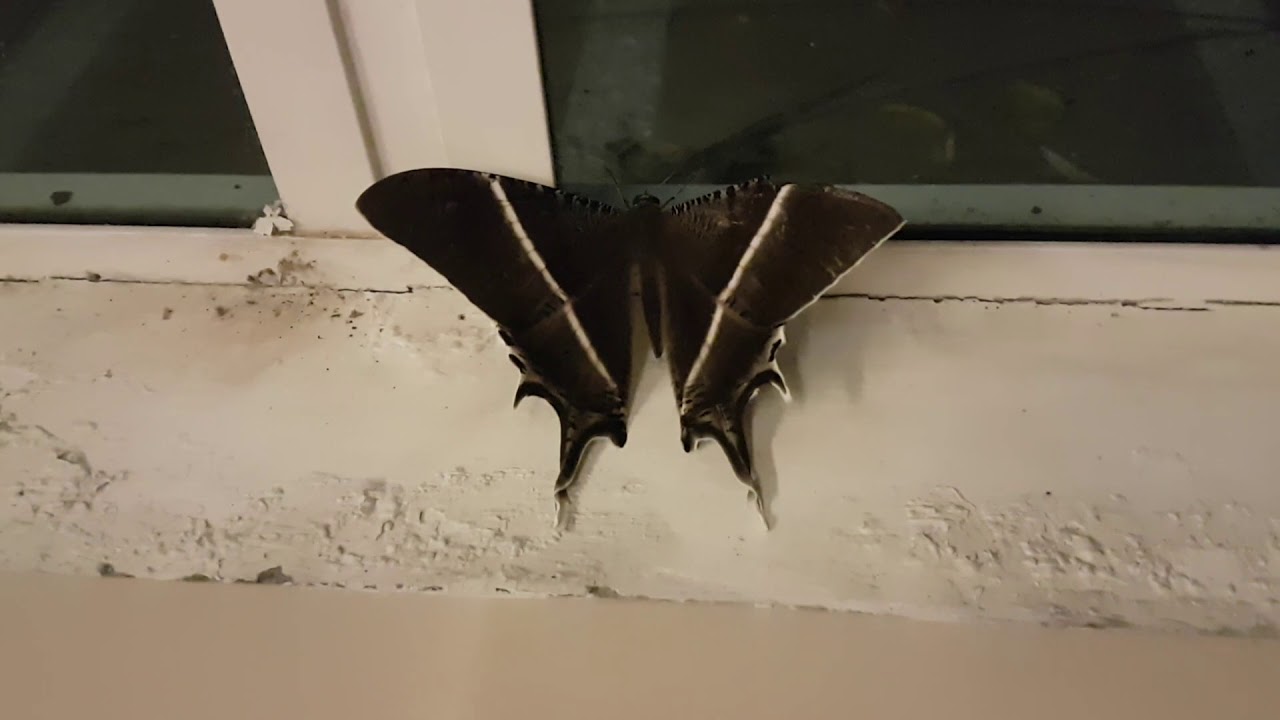 Butterfly Inside House Weird And Dangerous Looking Species YouTube