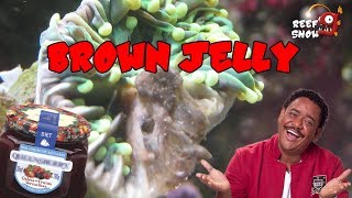 ReefShow # 37  - Brown Jelly - Aquário Marinho