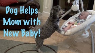 Dog Helps Mom with Baby!!  Happy Mother&#39;s Day from the Dog!