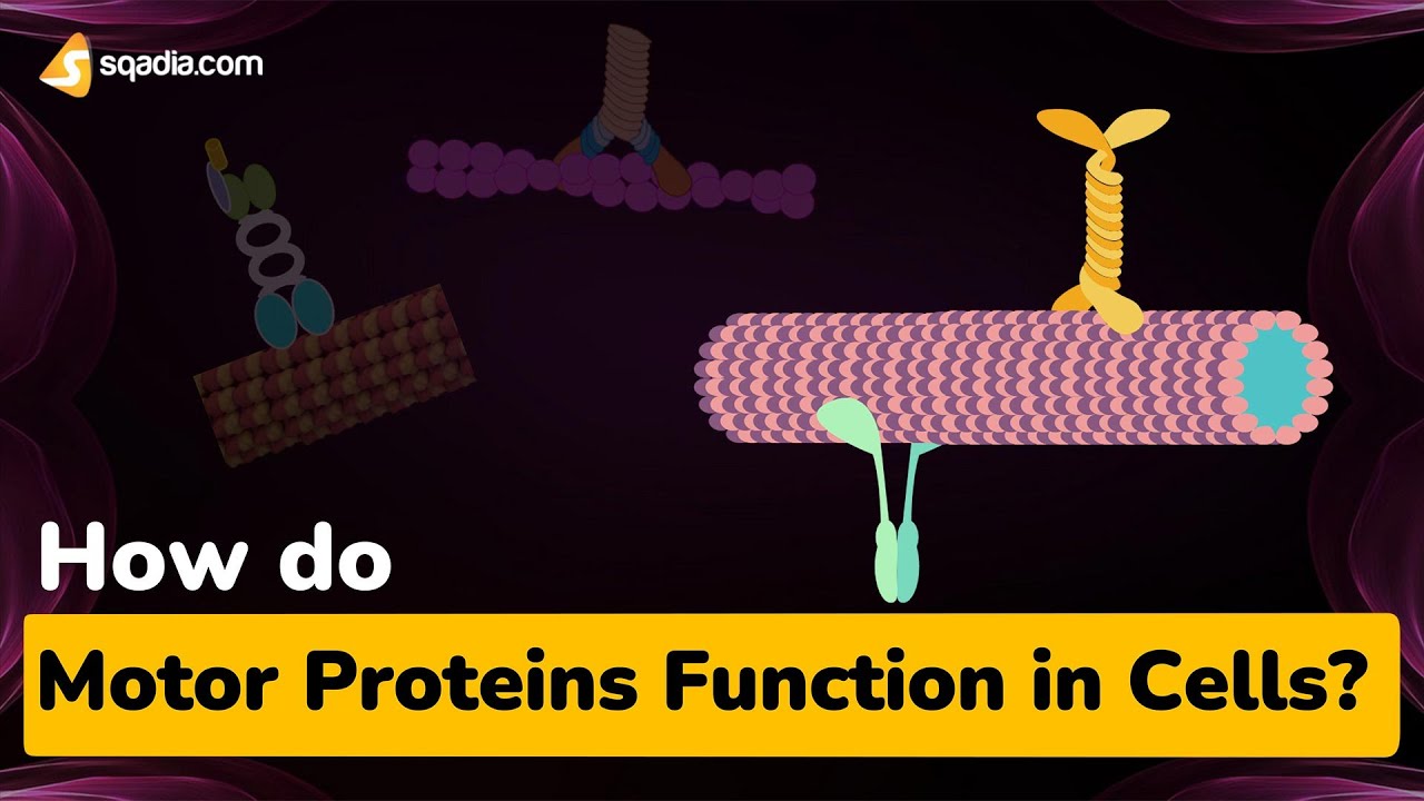 How do Motor Proteins Function in Cells? - YouTube