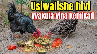 Vyakula 10 vyenye kemikali (sumu) kwa kuku, usiwape kabisa
