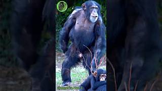 Screaming Chimp Runs Upright Demanding More Food ! #shorts
