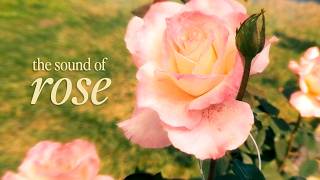 feel connected | plant sound for heart & soul
