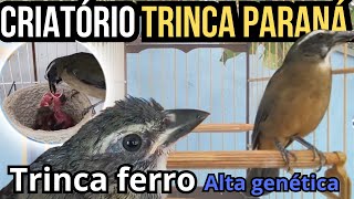 VAMOS conhecer um dos maiores criador de TRINCA FERRO, no Paraná#trincaferro