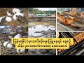 မြန်မာနိုင်ငံမှာသာဒီလိုမွေးမြူနေရင် နေ့စဉ်သိန်း ၃၀ လောက်ကတော့ အေးဆေးပဲ