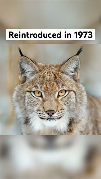 Animals That went extinct then Came back