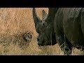 Curious cheetah cubs take on a rhino  bbc earth