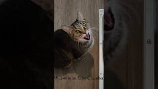 Willow the Cat in an Echo Chamber (Electro Conductress Miniatures / Shorts) #shorts
