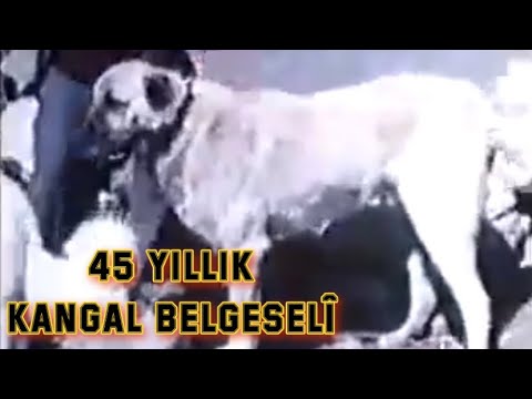 TARİHİ SİVAS KANGAL BELGESELİ | 33 YIL ÖNCESİNE AİT TRT KAYITLARI